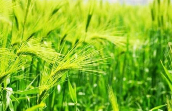 有機(jī)肥料注意事項及發(fā)展