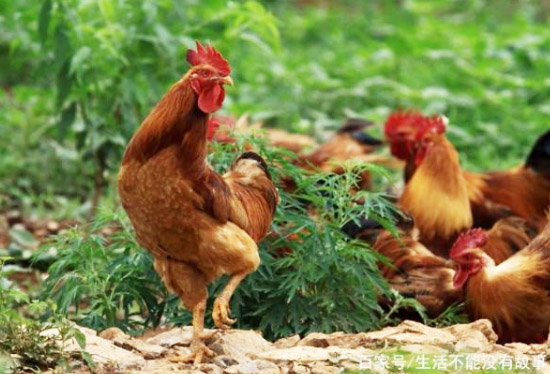 雞糞有機肥的原料采購渠道有哪些