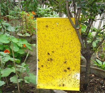 浙江誘蟲板介紹