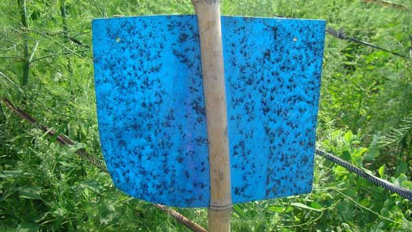 江蘇粘蟲板能粘哪些蟲子