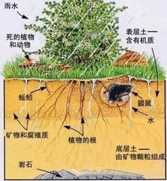 你知道有機肥有哪些作用嗎？