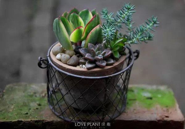 家庭養(yǎng)花自制有機肥料兩種方法