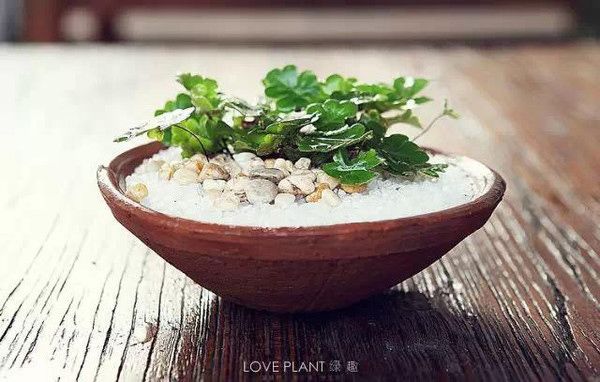 家庭養(yǎng)花自制有機肥料兩種方法