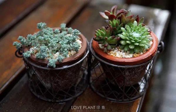 家庭養(yǎng)花自制有機肥料兩種方法