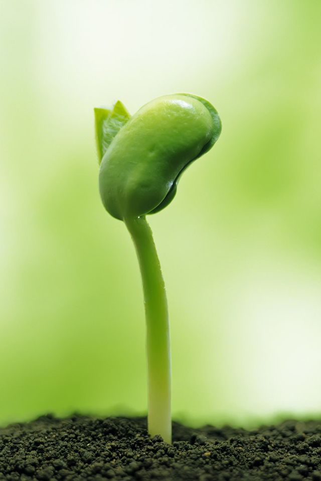 海南雞糞發(fā)酵腐熟劑_雞糞發(fā)酵做有機肥的方法