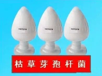 枯草芽孢桿菌_神奇的【枯草芽孢桿菌】菌肥都離不開你！