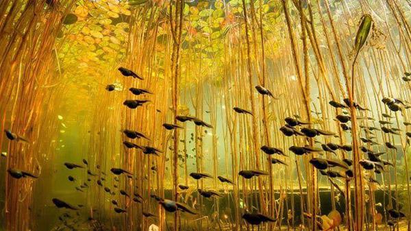 【藍(lán)瘦、香菇】遠(yuǎn)離污染、走進(jìn)綠色_人元生物