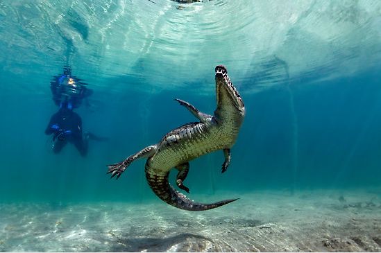 【藍(lán)瘦、香菇】遠(yuǎn)離污染、走進(jìn)綠色_人元生物