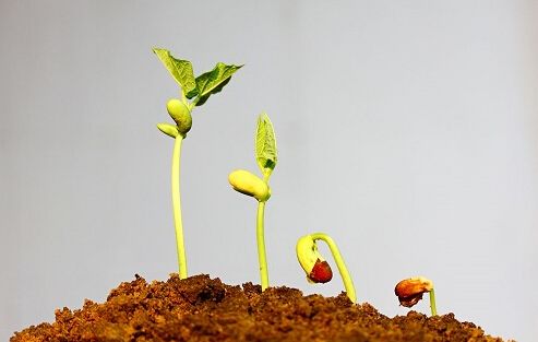 【土壤問題】土壤如何施肥，為什么必須使用有機(jī)肥