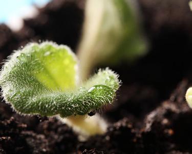 【土壤問題】土壤如何施肥，為什么必須使用有機(jī)肥