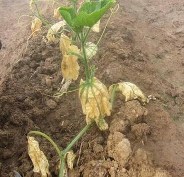 人元生物小指南_有機肥的堆漚方法，推薦收藏！