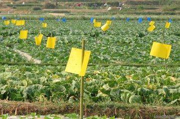 無(wú)公害9法巧防蔬菜蚜蟲 生物菌劑消滅蚜蟲！