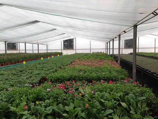 有機(jī)肥：盲目混施化肥，越冬蔬菜將遭受肥害