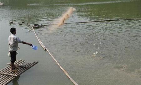 制作雞糞有機(jī)肥有哪些注意事項？