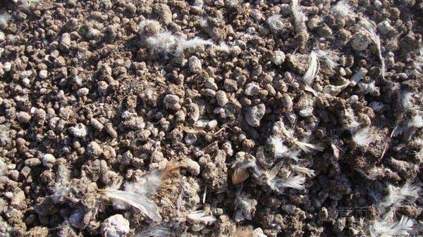 制作雞糞有機(jī)肥有哪些注意事項？