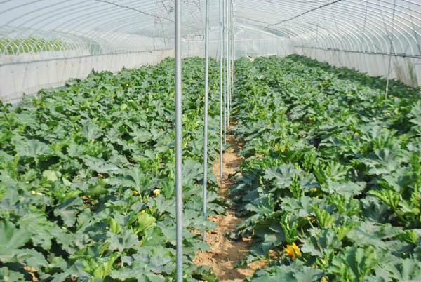 生物有機(jī)肥：老棚蔬菜種植如何改善土壤養(yǎng)分？