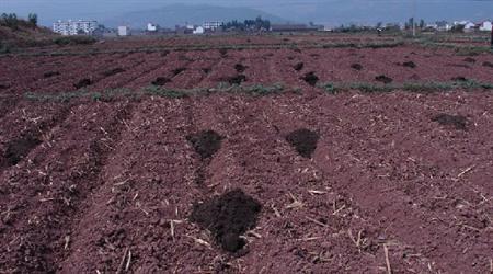 惡劣天氣如何施用有機肥？