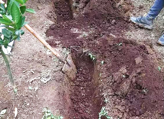 有機肥和化肥比哪個好？