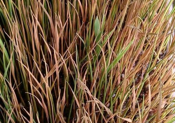 有機肥和化肥比哪個好？