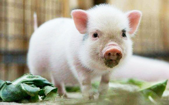 有機肥和化肥比哪個好？