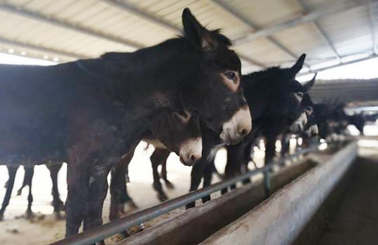 2019年江蘇省農(nóng)機(jī)購置補(bǔ)貼政策（含有機(jī)肥設(shè)備補(bǔ)貼）