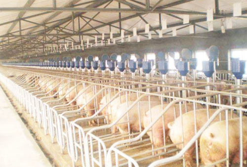 豬糞有機(jī)肥一噸多少錢？