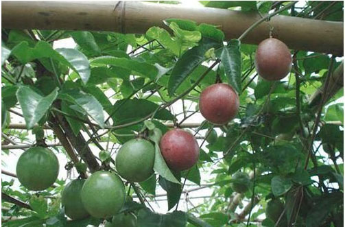 百香果開花時(shí)施用什么肥料好，施肥技術(shù)有哪些？