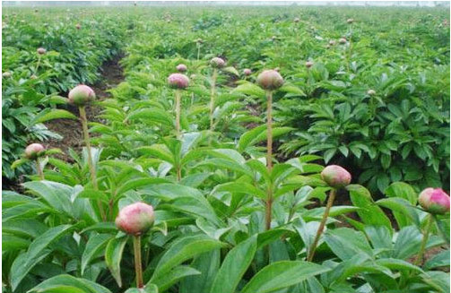 芍藥花期在什么時(shí)候，施什么肥料好?