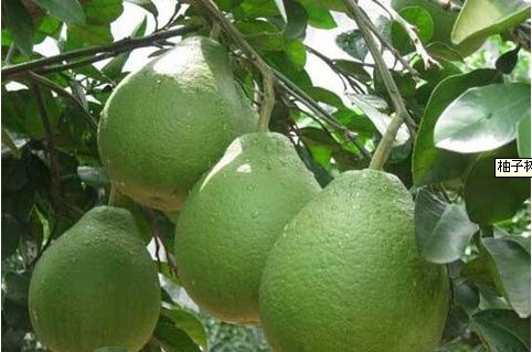 柚子樹苗施用什么肥料甜