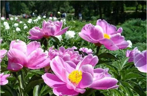 芍藥花期在什么時(shí)候，施什么肥料好?