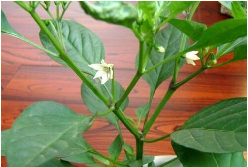 辣椒開花不結(jié)果的原因，需要施用什么肥料
