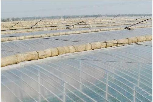 辣椒開花不結(jié)果的原因，需要施用什么肥料