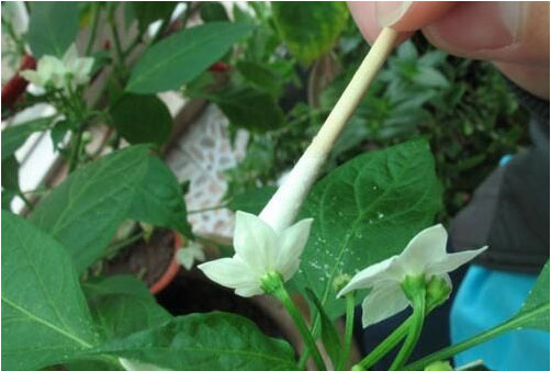 辣椒開花不結(jié)果的原因，需要施用什么肥料