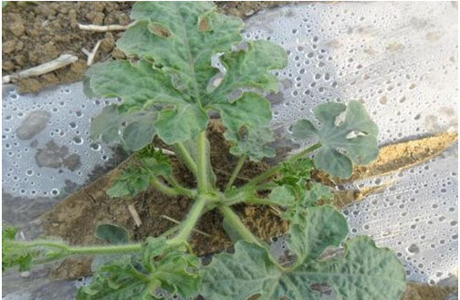 西瓜施用什么肥料長的好？施肥技術(shù)有哪些？