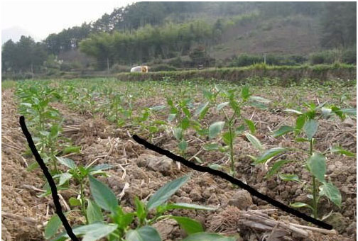 辣椒開花不結(jié)果的原因，需要施用什么肥料