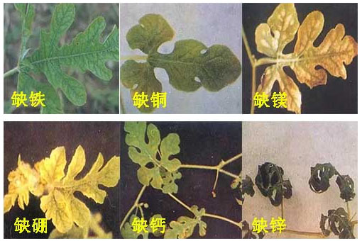 西瓜施用什么肥料長的好？施肥技術(shù)有哪些？