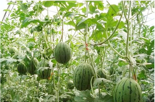 西瓜施用什么肥料長的好？施肥技術(shù)有哪些？