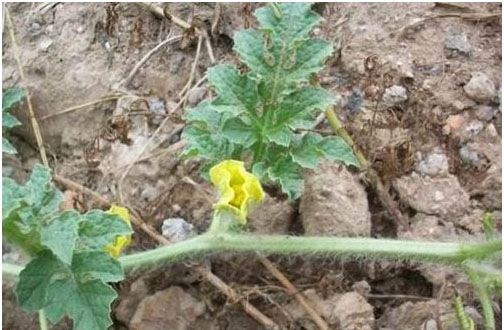 西瓜施用什么肥料長的好？施肥技術(shù)有哪些？