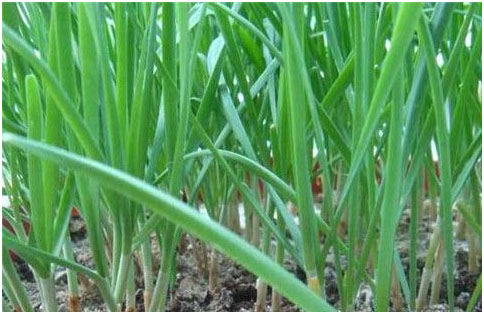 大棚韭菜沖什么肥料長(zhǎng)的快?需要注意哪些？