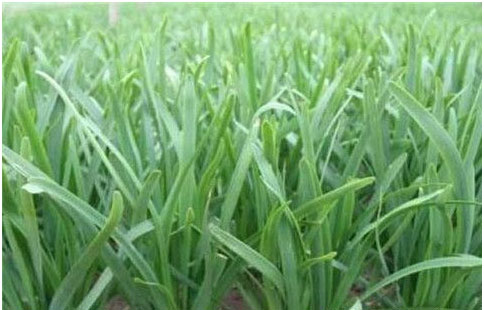 大棚韭菜沖什么肥料長(zhǎng)的快?需要注意哪些？
