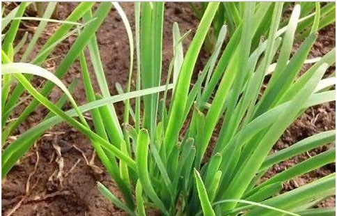 大棚韭菜施沖什么肥料長(zhǎng)的快?需要注意哪些？