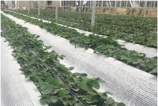 草莓種植施用什么肥料好，如何施肥？