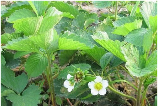 草莓種植施用什么肥料好，如何施肥？