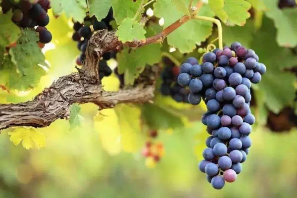 種植葡萄時施用什么肥料好？