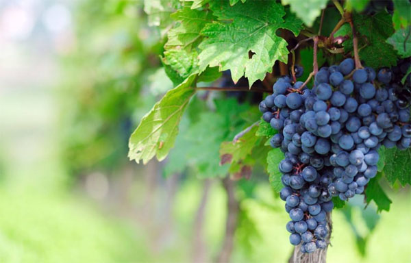 種植葡萄時用什么肥料好？