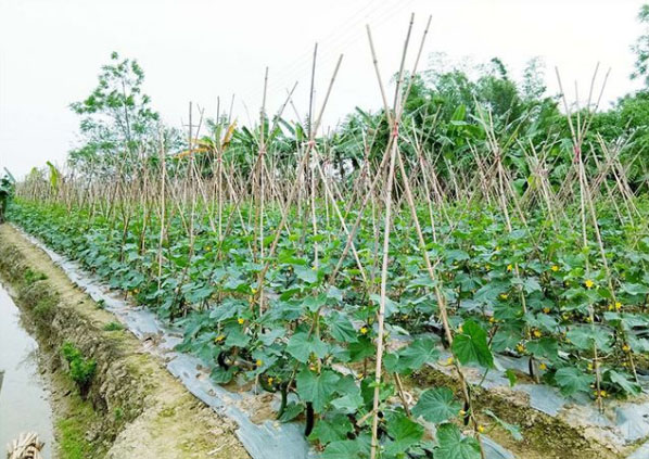 黃瓜施什么肥長的好？具體用法用量如何？