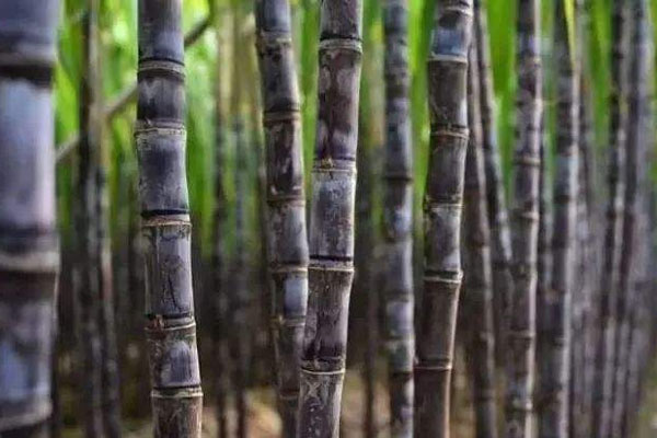 甘蔗施用什么肥料好？如何使用？