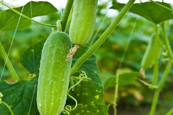 黃瓜施什么肥長的好？具體用法用量如何？