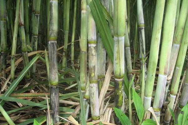 甘蔗施用什么肥料好？如何使用？