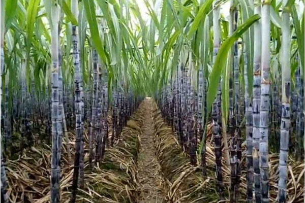 甘蔗施用什么肥料好？如何使用？